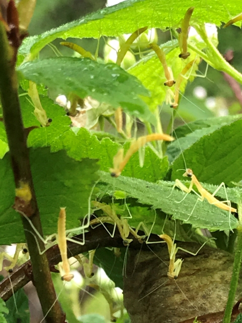 Praying Mantis