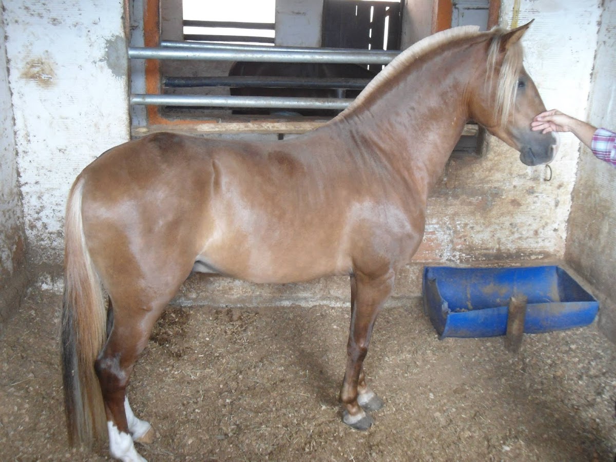 Colombian criollo horse