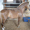 Colombian criollo horse