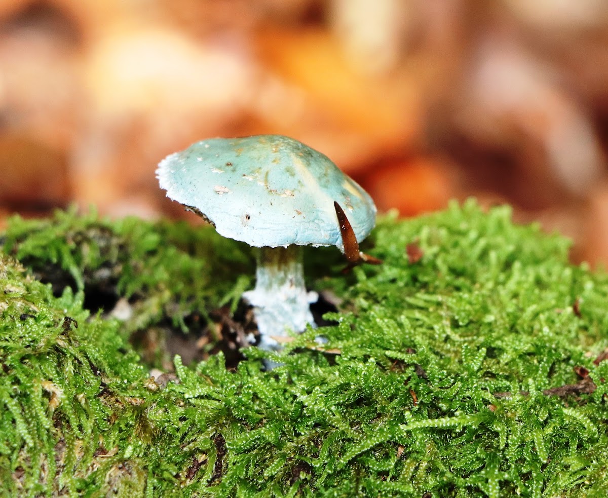 Verdigris agaric