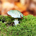 Verdigris agaric