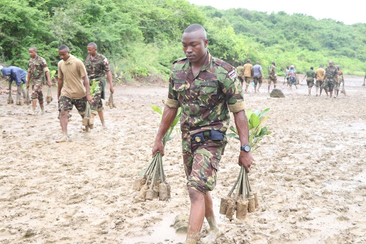 A KDF officer plants trees at Tudor Creek in Mombasa on Tuesday.