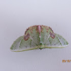 Emerald Moth