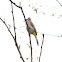 Bulbul - Himalayan Bulbul