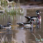 Wood Ducks