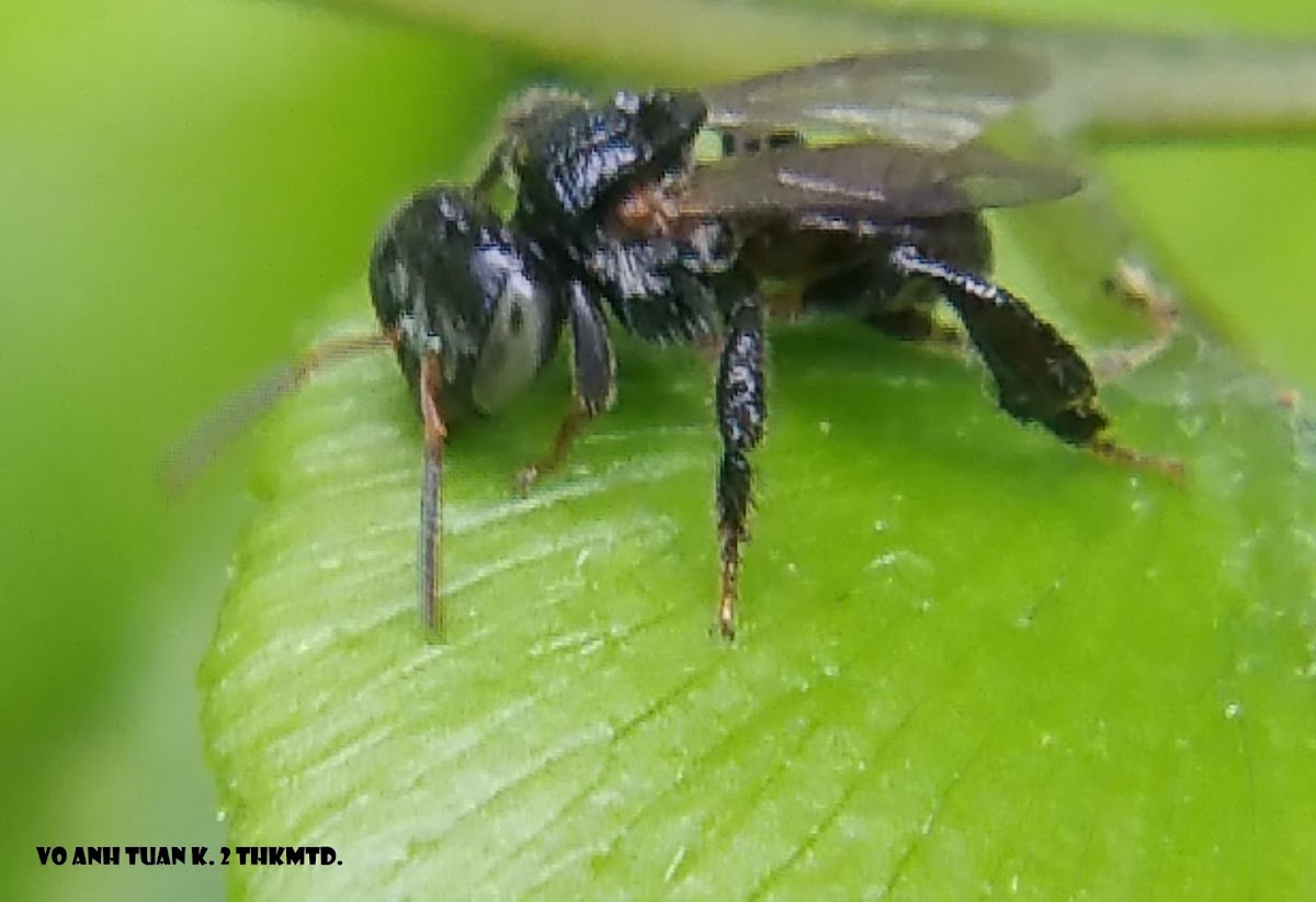 Stingless bee.