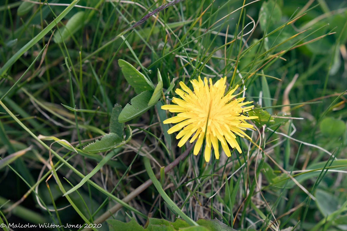 Dandelion