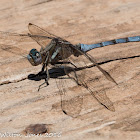 Epaulet Skimmer