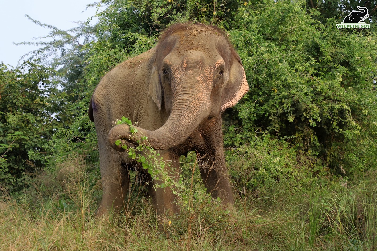 elephant skin has wrinkles