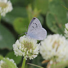 Boisduval's Blue on white clover