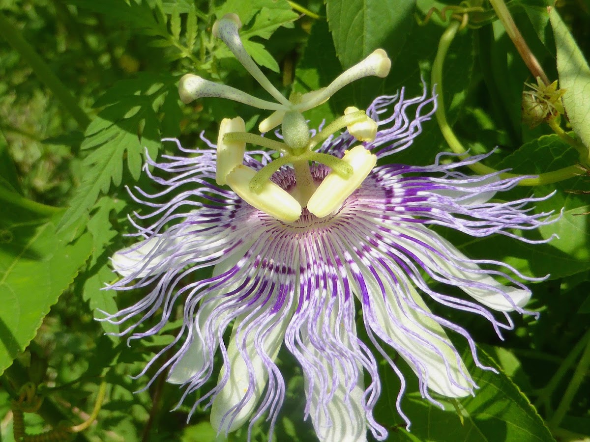 Passion Flower