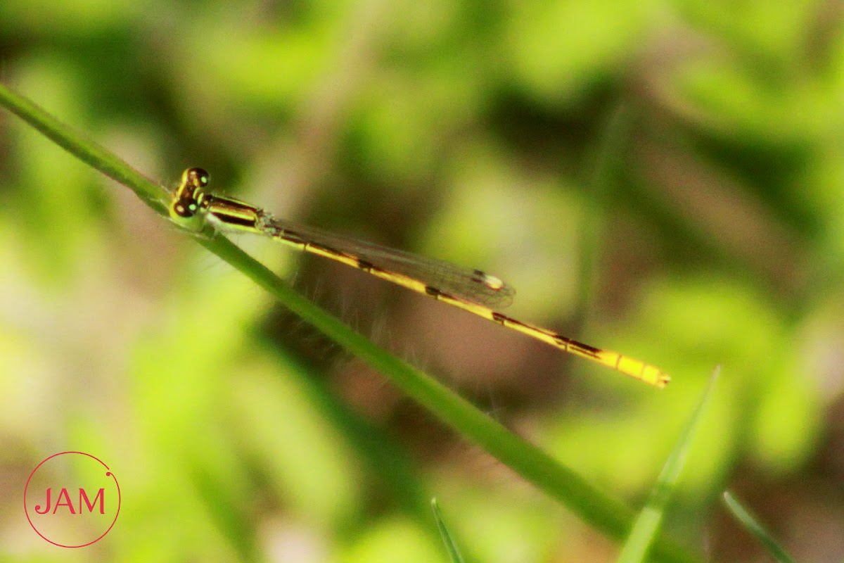 Citrine Forktail Damselfly