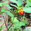 Jewelweed