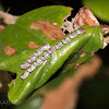 Leaf-footed Bug eggs