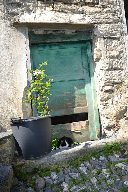 un gatto e una porta di ELENA 77