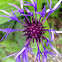 Mountain cornflower