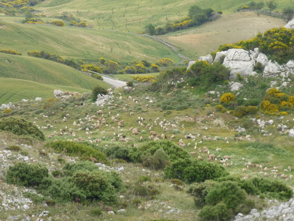 torqual de antequera