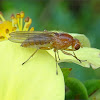 Heleomyzid fly