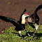 Comb-crested Jacana