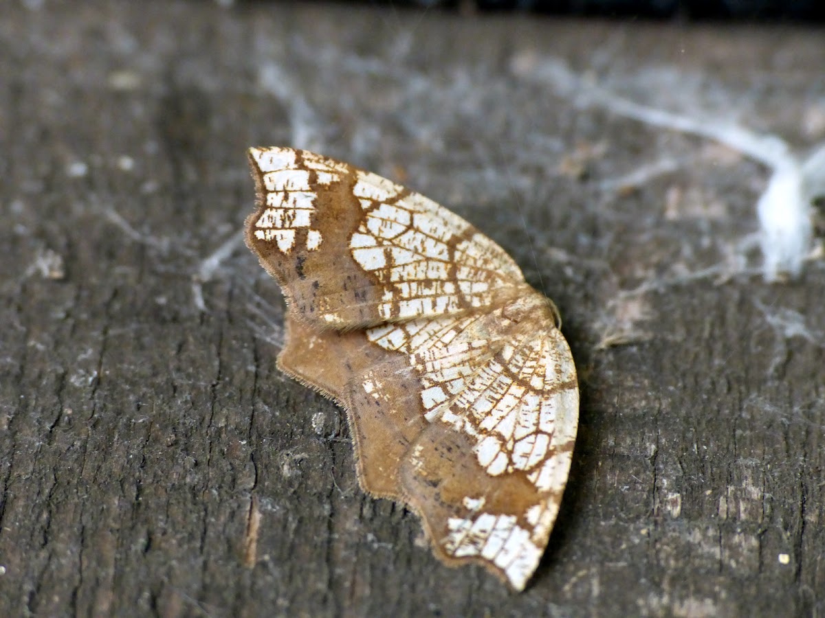 Horned spanworm moth