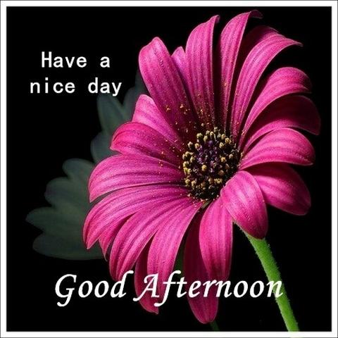 Good morning Good Afternoon images wishes