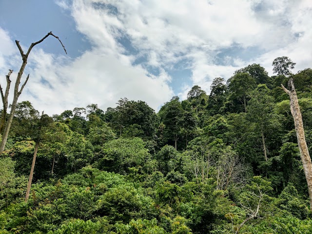 Bukit Bal Durian Farm