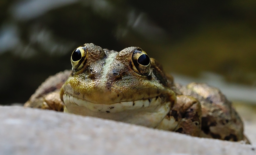 Rana común (Iberian waterfrog)