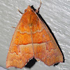 Hibiscus Leaf Caterpillar Moth