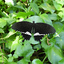 Common Mormon (male)