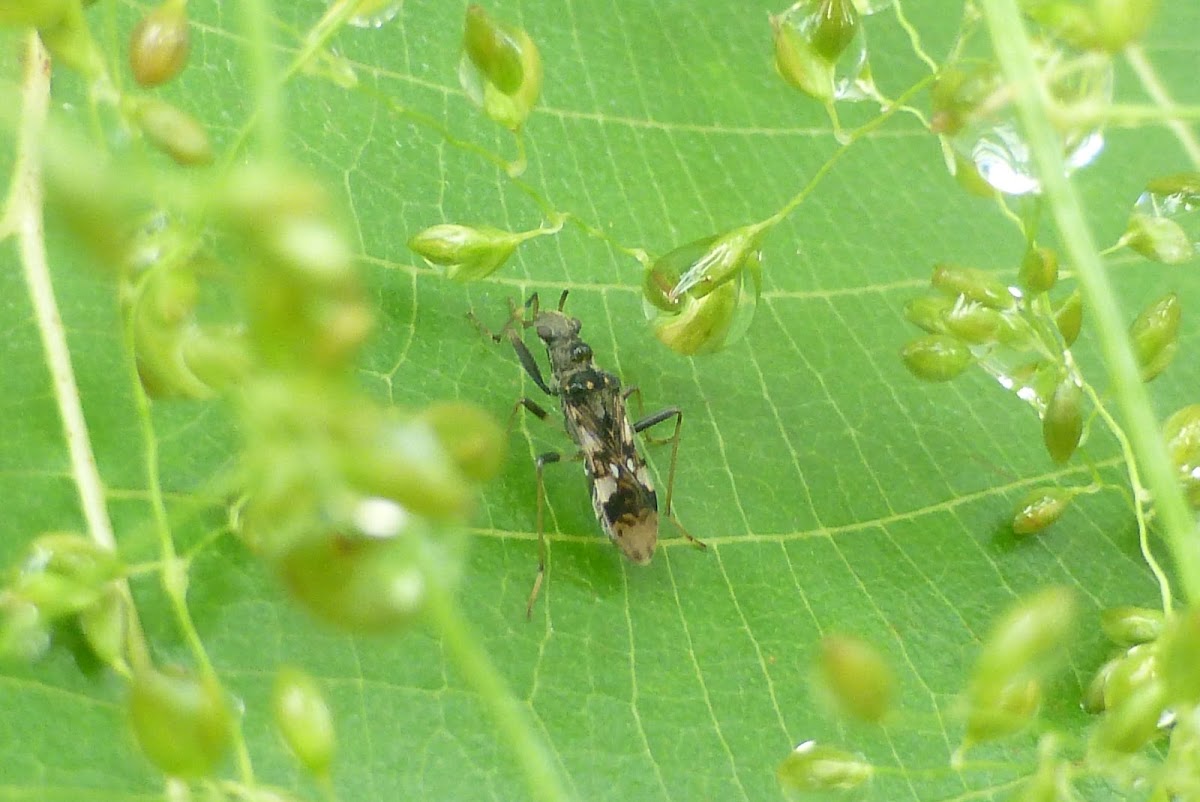 Seed bug