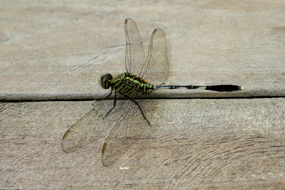 Green Marsh Hawk