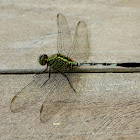 Green Marsh Hawk