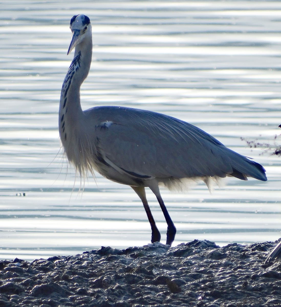 Grey Heron