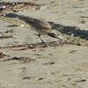 Whimbrel