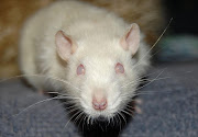 A white rat. File picture