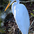 Great Egret