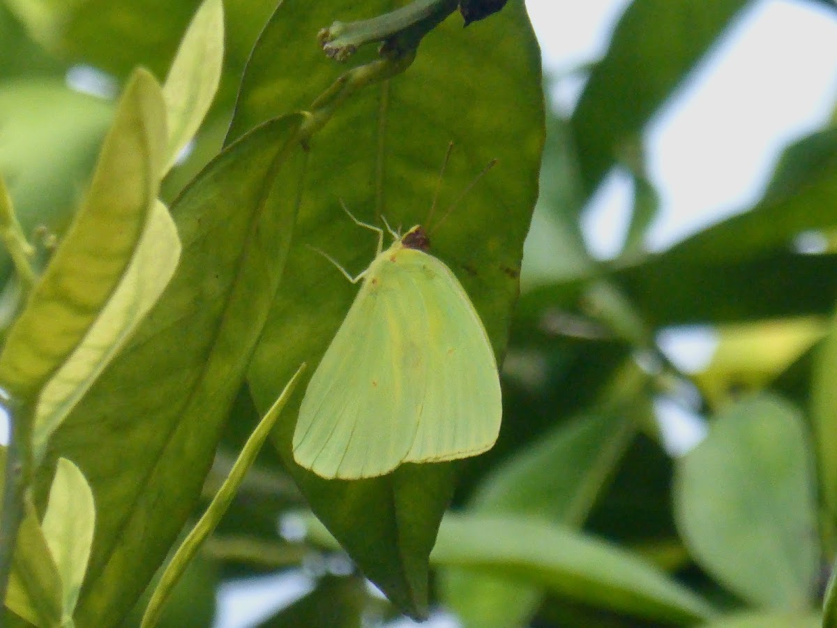 Cloudless Sulphur ♂