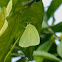 Cloudless Sulphur ♂