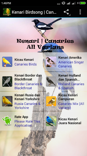 Canaries All Varian Birdsong