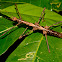 Stick Insect, Phasmid - Female