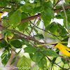 Black-naped Oriole