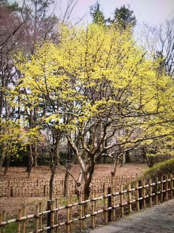 の投稿画像78枚目