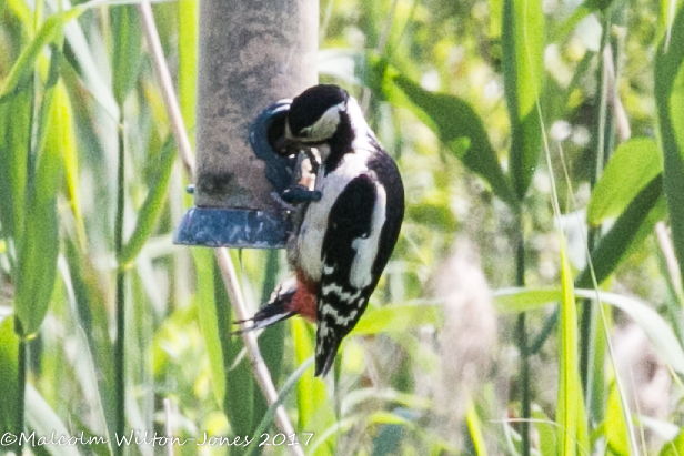 Great Spotted Woodpecker