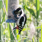 Great Spotted Woodpecker