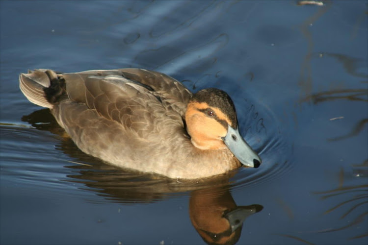 Avian influenza in Johannesburg centres around the Westdene Dam‚ Emmarentia Dam‚ Zoo Lake and the Joburg Zoo. File photo.