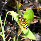 Hoverfly