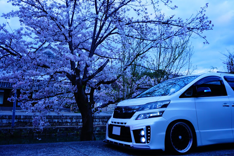 ヴェルファイアのヴェルファイア20系・桜と愛車・美観地区・輪止めビビリーズに関するカスタム事例の投稿画像3枚目