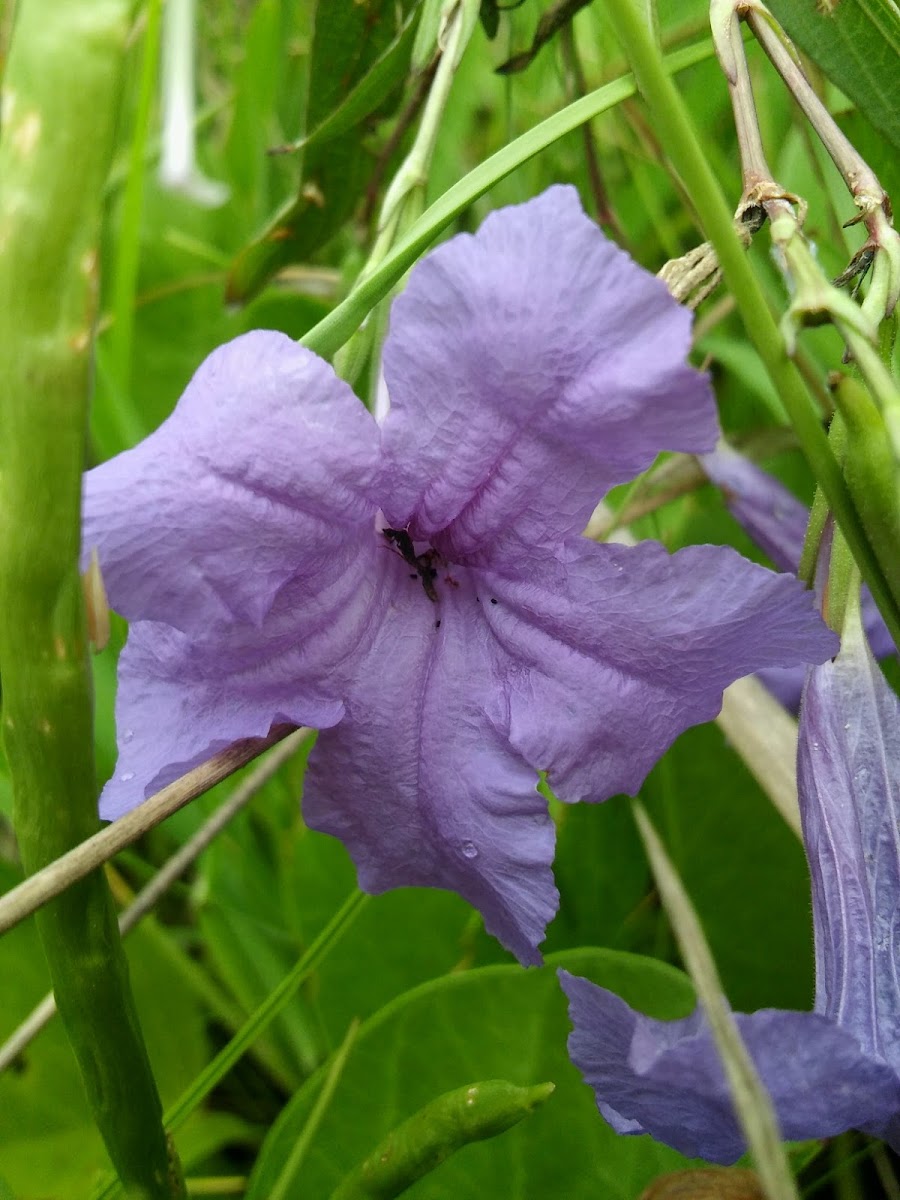 Mexican Petunia