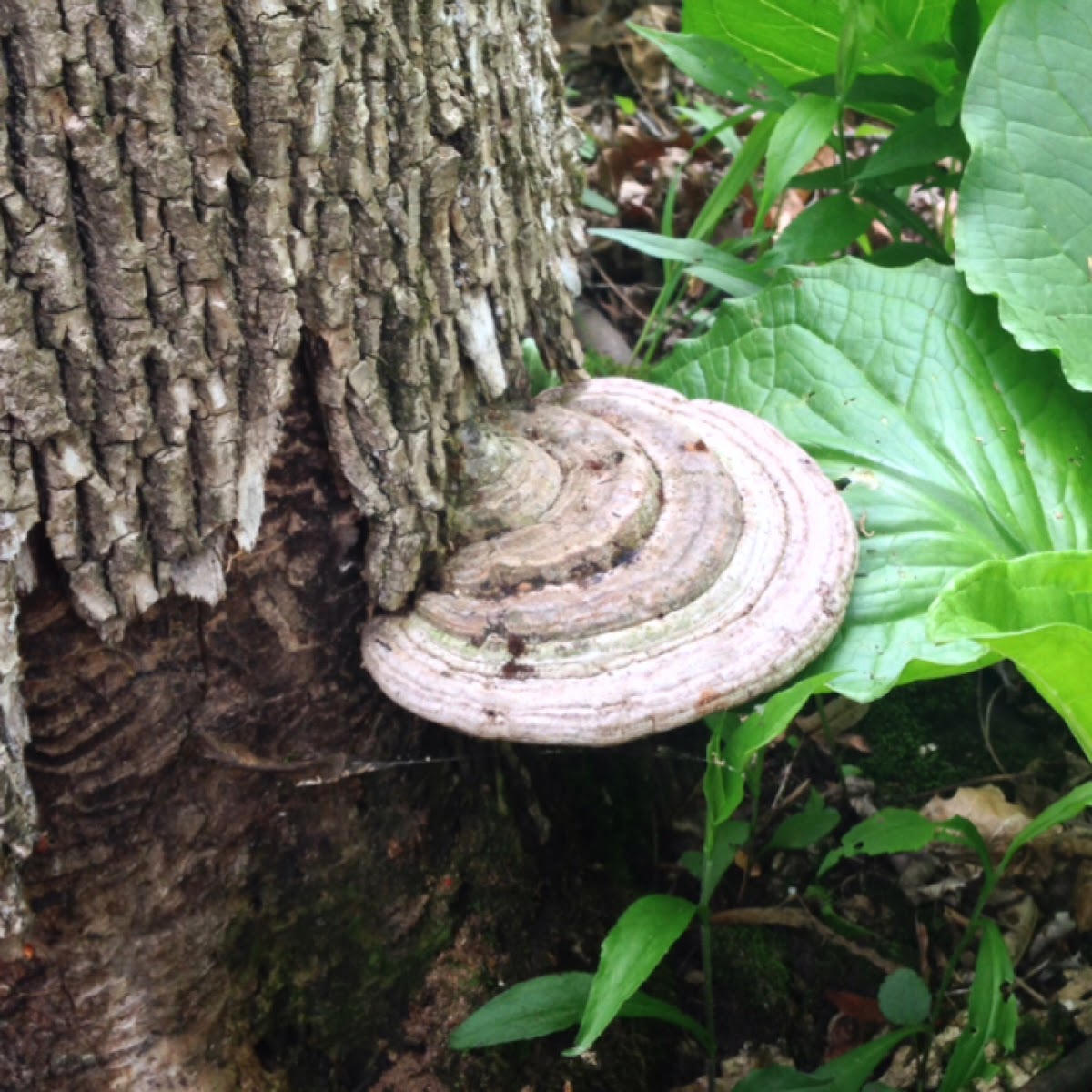 Shelf fungus