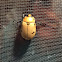 Grapevine Beetle